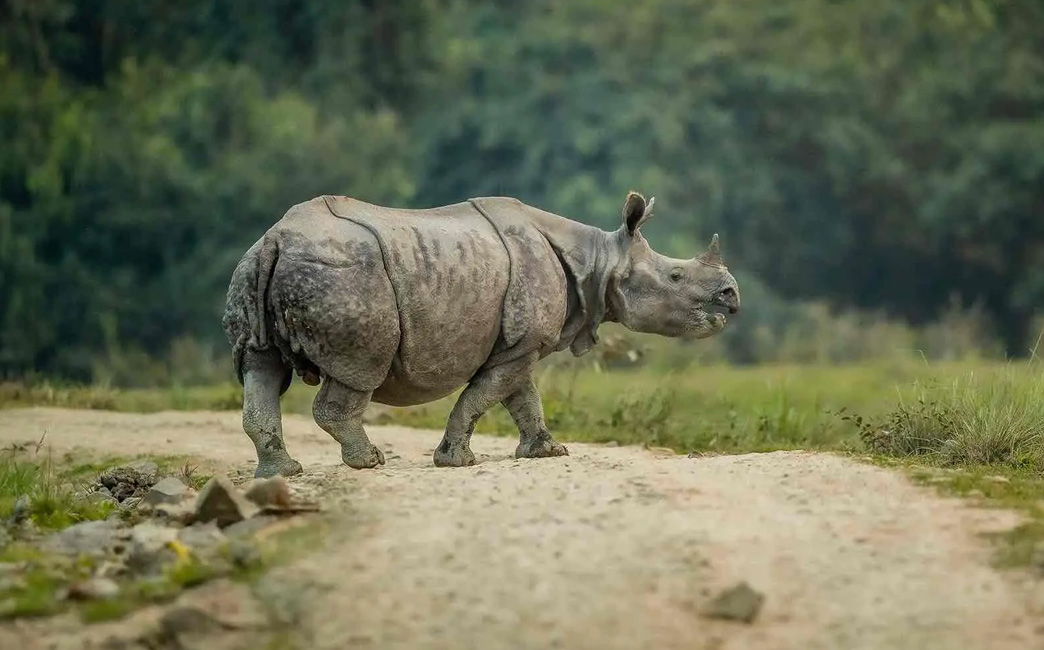 Kaziranga